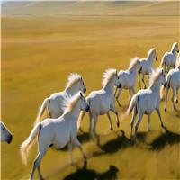 白马-傲日格乐伴奏配乐成品万马奔腾草原震撼景象led舞台背景大屏视频素材