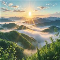 竹三尺 第十三届小荷风采少儿舞蹈比赛 高端大气竹林意境 LED舞台背景视频素材